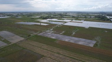 Kedah, Malezya 'nın Paddy Pirinç Tarlaları