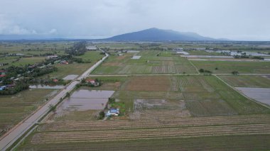 Kedah, Malezya 'nın Paddy Pirinç Tarlaları