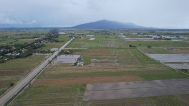 Kedah, Malezya 'nın Paddy Pirinç Tarlaları