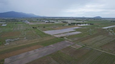 Kedah, Malezya 'nın Paddy Pirinç Tarlaları