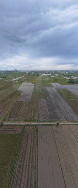 Kedah, Malezya 'nın Paddy Pirinç Tarlaları