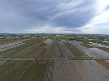 Kedah, Malezya 'nın Paddy Pirinç Tarlaları
