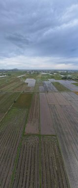 Kedah, Malezya 'nın Paddy Pirinç Tarlaları