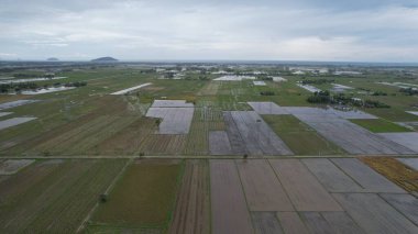 Kedah, Malezya 'nın Paddy Pirinç Tarlaları