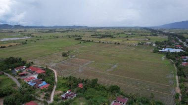 Kedah, Malezya 'nın Paddy Pirinç Tarlaları