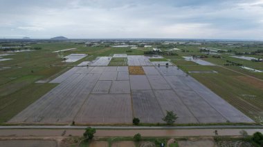 Kedah, Malezya 'nın Paddy Pirinç Tarlaları