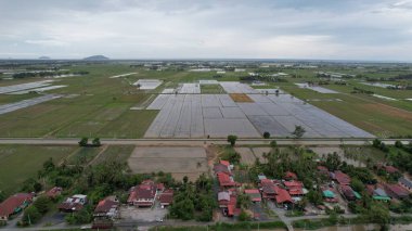 Kedah, Malezya 'nın Paddy Pirinç Tarlaları