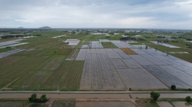 Kedah, Malezya 'nın Paddy Pirinç Tarlaları