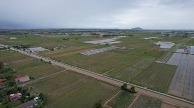 Kedah, Malezya 'nın Paddy Pirinç Tarlaları