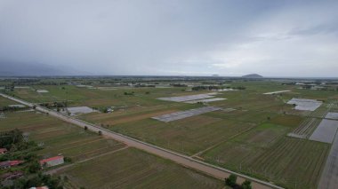 Kedah, Malezya 'nın Paddy Pirinç Tarlaları