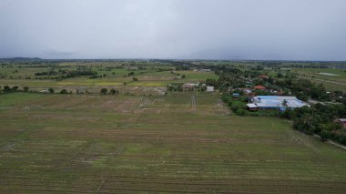 Kedah, Malezya 'nın Paddy Pirinç Tarlaları