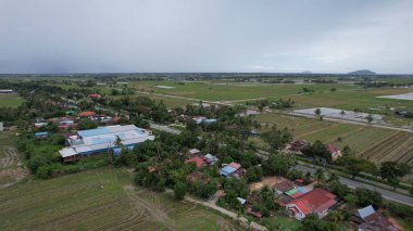 Kedah, Malezya 'nın Paddy Pirinç Tarlaları