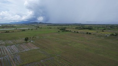 Kedah, Malezya 'nın Paddy Pirinç Tarlaları