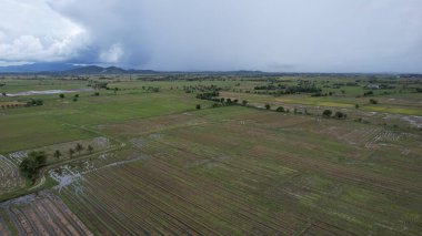 Kedah, Malezya 'nın Paddy Pirinç Tarlaları