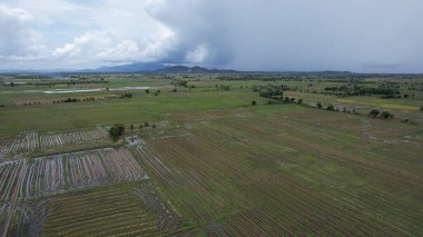 Kedah, Malezya 'nın Paddy Pirinç Tarlaları