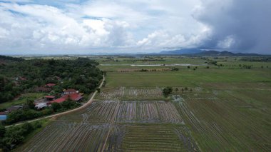 Kedah, Malezya 'nın Paddy Pirinç Tarlaları