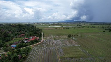 Kedah, Malezya 'nın Paddy Pirinç Tarlaları