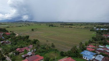 Kedah, Malezya 'nın Paddy Pirinç Tarlaları