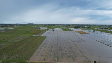 Kedah, Malezya 'nın Paddy Pirinç Tarlaları