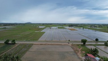 Kedah, Malezya 'nın Paddy Pirinç Tarlaları