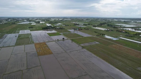 Kedah, Malezya 'nın Paddy Pirinç Tarlaları