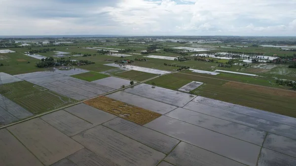 Kedah, Malezya 'nın Paddy Pirinç Tarlaları