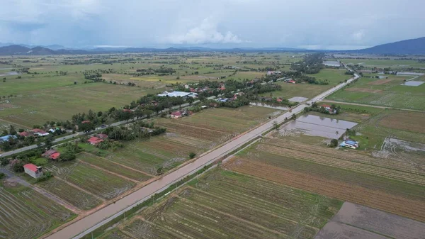 Kedah, Malezya 'nın Paddy Pirinç Tarlaları