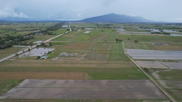 Kedah, Malezya 'nın Paddy Pirinç Tarlaları