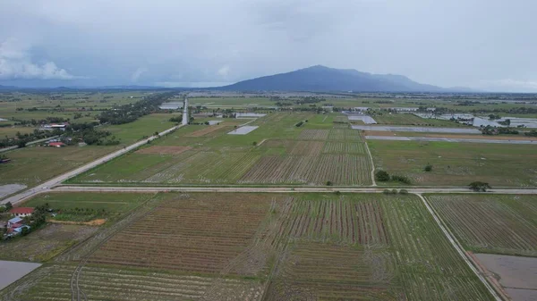 Kedah, Malezya 'nın Paddy Pirinç Tarlaları