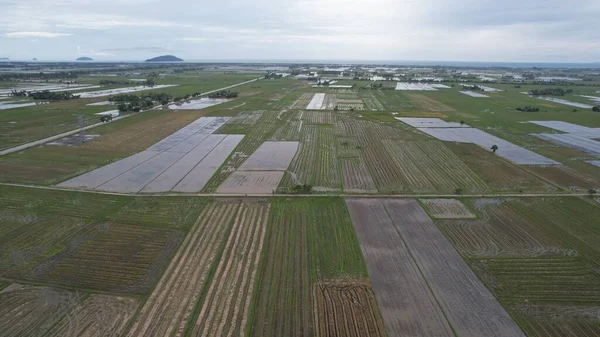 Kedah, Malezya 'nın Paddy Pirinç Tarlaları