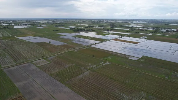 Kedah, Malezya 'nın Paddy Pirinç Tarlaları