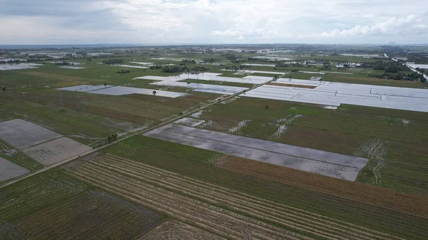 Kedah, Malezya 'nın Paddy Pirinç Tarlaları