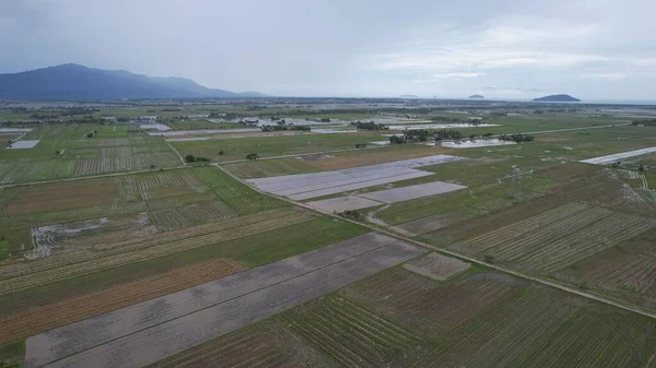 Kedah, Malezya 'nın Paddy Pirinç Tarlaları