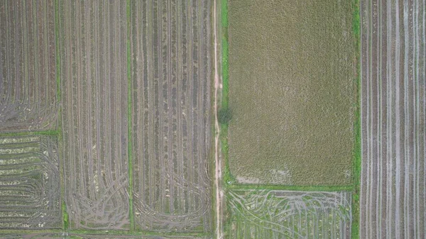 Pola Ryżowe Paddy Kedah Malezja — Zdjęcie stockowe