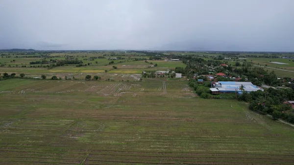 Kedah, Malezya 'nın Paddy Pirinç Tarlaları