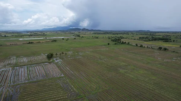 Kedah, Malezya 'nın Paddy Pirinç Tarlaları