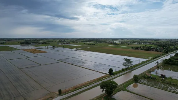 Kedah, Malezya 'nın Paddy Pirinç Tarlaları