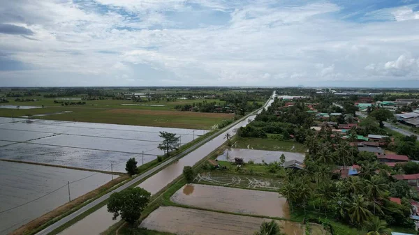 Kedah, Malezya 'nın Paddy Pirinç Tarlaları