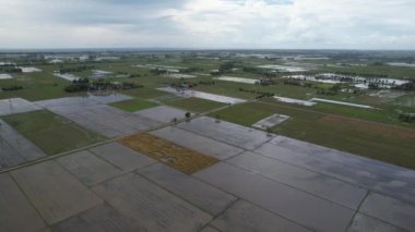 Kedah, Malezya 'nın Paddy Pirinç Tarlaları