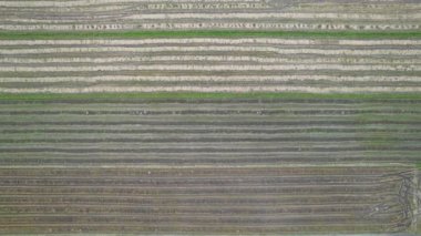 Kedah, Malezya 'nın Paddy Pirinç Tarlaları