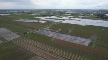Kedah, Malezya 'nın Paddy Pirinç Tarlaları