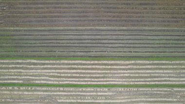 Kedah, Malezya 'nın Paddy Pirinç Tarlaları