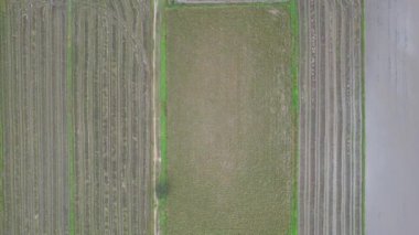 Kedah, Malezya 'nın Paddy Pirinç Tarlaları