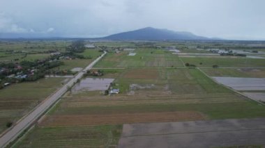 Kedah, Malezya 'nın Paddy Pirinç Tarlaları