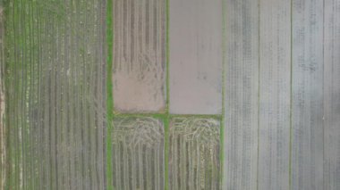 Kedah, Malezya 'nın Paddy Pirinç Tarlaları