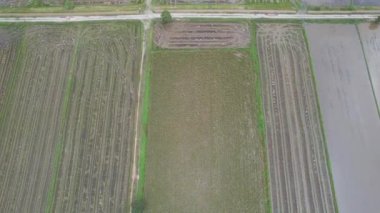 Kedah, Malezya 'nın Paddy Pirinç Tarlaları