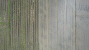 Kedah, Malezya 'nın Paddy Pirinç Tarlaları