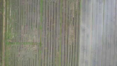 Kedah, Malezya 'nın Paddy Pirinç Tarlaları