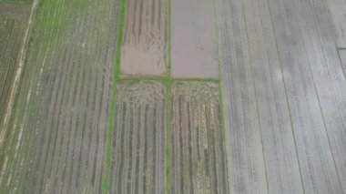 Kedah, Malezya 'nın Paddy Pirinç Tarlaları