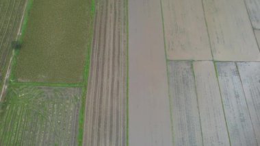 Kedah, Malezya 'nın Paddy Pirinç Tarlaları